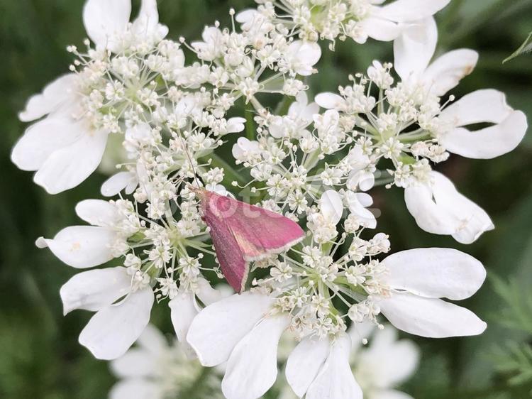 オルレアにとまるアメリカピンクノメイガ 蛾,昆虫,成虫の写真素材