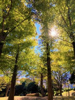 木々と木漏れ日 木々と木漏れ日の写真
