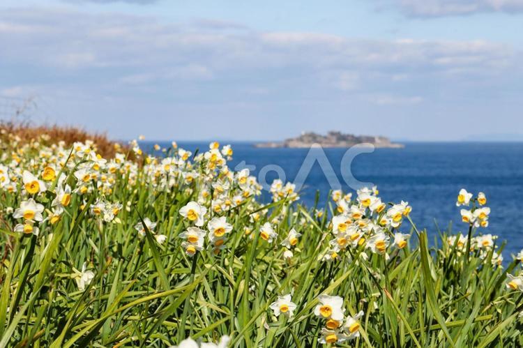 水仙の花と軍艦島 スイセン,水仙,すいせん祭りの写真素材