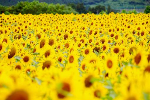 阿武隈川のヒマワリ畑⑺ 阿武隈川のヒマワリ畑⑺ 夏,花,ヒマワリの写真素材