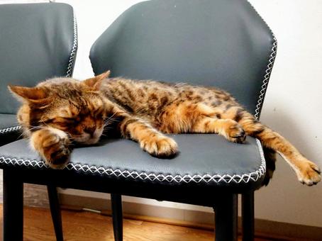 椅子の上で眠る猫 椅子の上で眠る猫 猫,ベンガル猫,ペットの写真素材