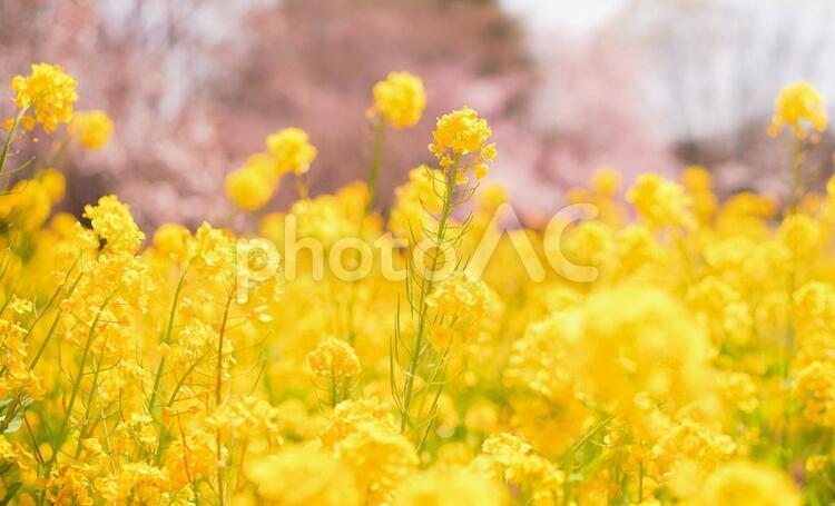 ふわふわ菜の花と桜 桜,菜の花,公園の写真素材