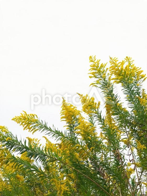 セイタカアワダチソウ セイタカアワダチソウ,背高泡立草,雑草の写真素材
