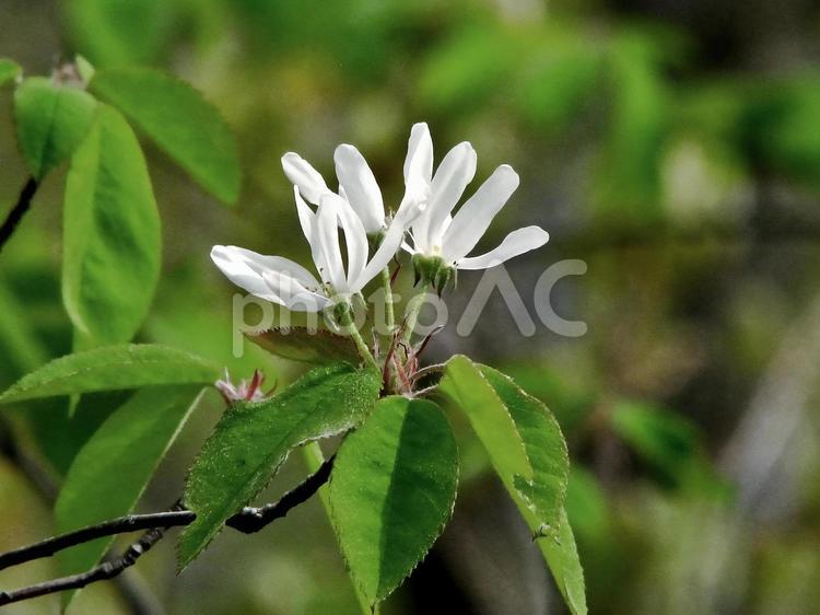 在来種のザイフリボクの花と葉 ザイフリボク,花,シデザクラの写真素材