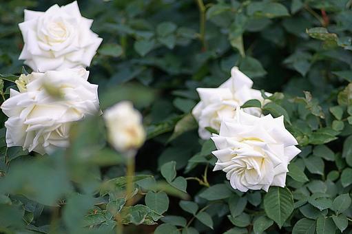 Aramaki Rose Garden 141 Tineke, JPG
