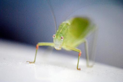 Green grasshopper, JPG