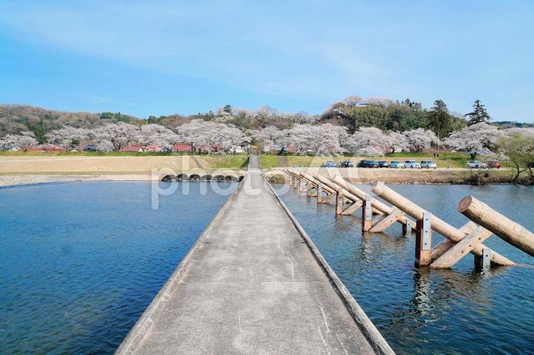 島根県雲南市木次の桜と潜水橋「願い橋」 桜,春,木次の写真素材