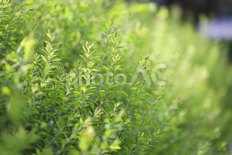 新緑の風景 新緑,初夏,サマータイムの写真素材