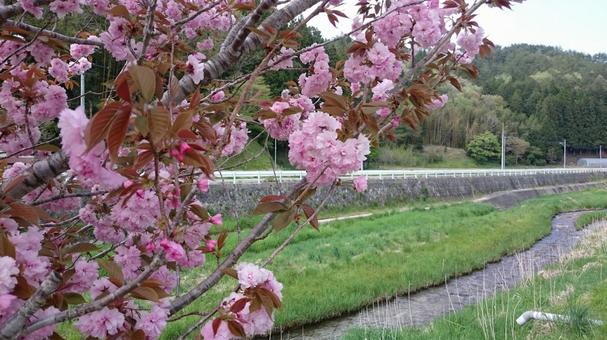 八重桜と川 八重桜,春,田舎の風景の写真素材