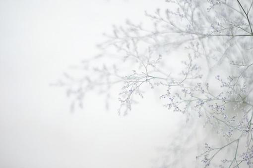 スターチスの写真