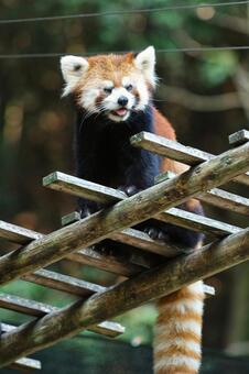 レッサーパンダ レッサーパンダの写真