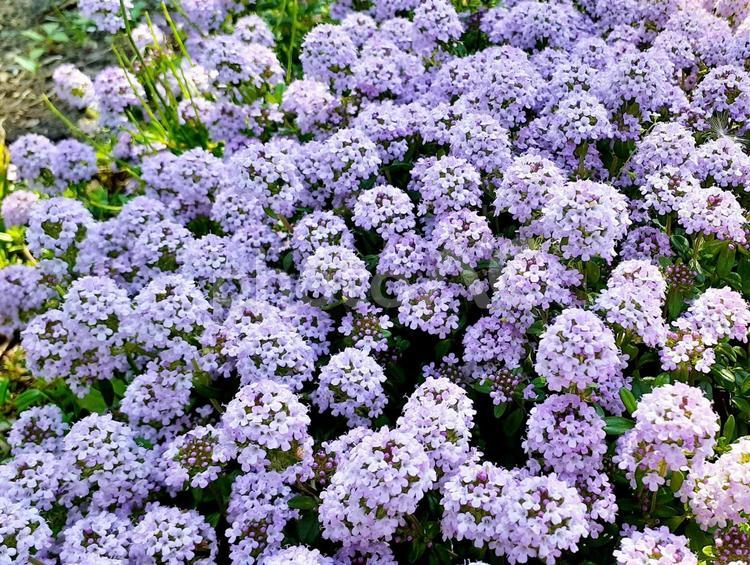 ピンクの花＊満開のクリーピングタイム＊横 クリーピングタイム,花,ピンクの花の写真素材