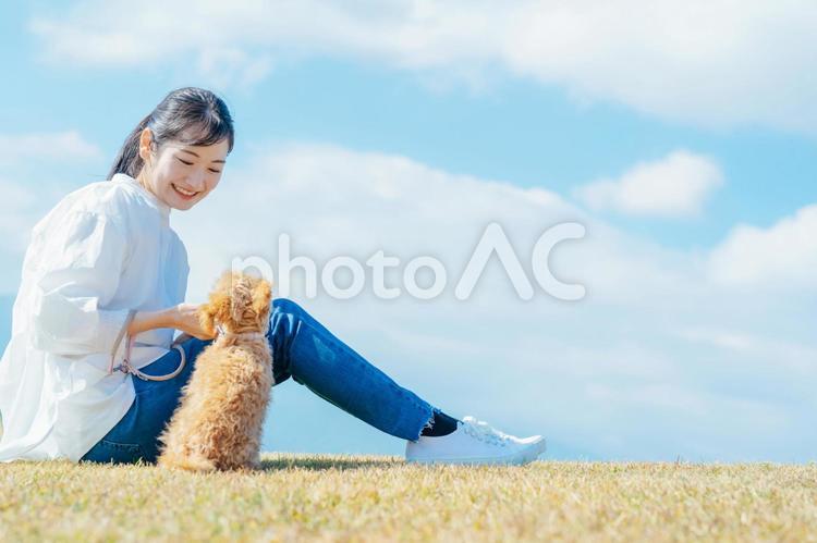 愛犬と遊ぶ女性（芝生・座る） 犬,ペット,愛犬の写真素材