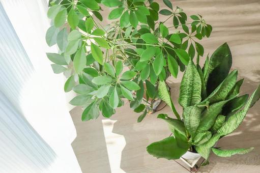 カポックとサンスベリア 観葉植物,グリーン,植物の写真素材