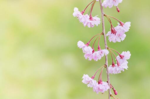 緑色背景に映える美しい枝垂れ桜のアップ しだれ桜,ふんわり,明るいの写真素材