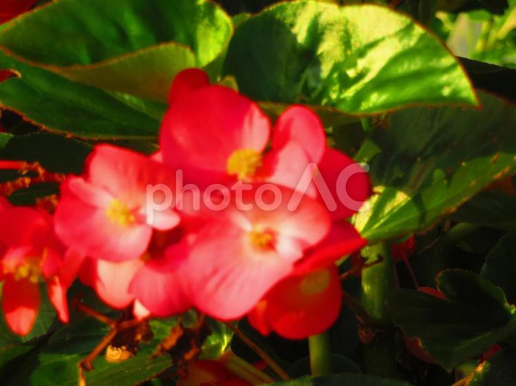 ８月下旬の早朝のベゴニアの花 ベゴニア,花,花びらの写真素材
