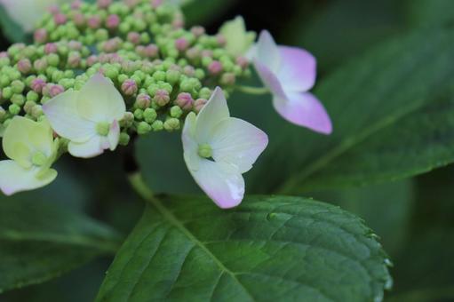 紫陽花 紫陽花の写真