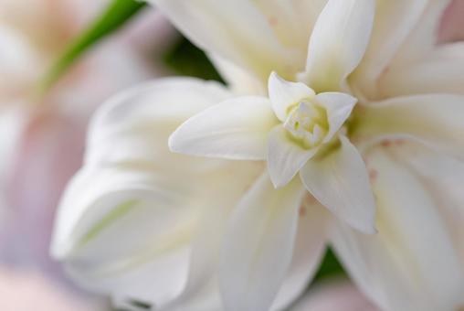 白いユリ 白いユリ ユリ,白,花の写真素材