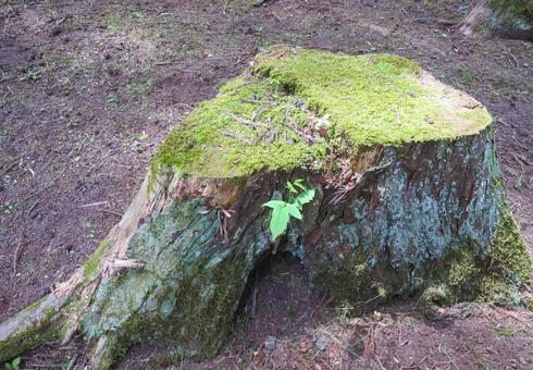 苔と切り株2 苔と切り株2 切り株,苔,自然の写真素材