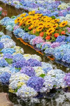 Photo, kaisei hydrangea village, hydrangea, sunflower, 