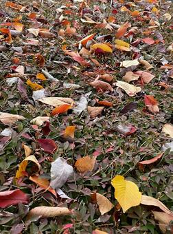 140_落ち葉のロンド 秋,晩秋,落ち葉の写真素材