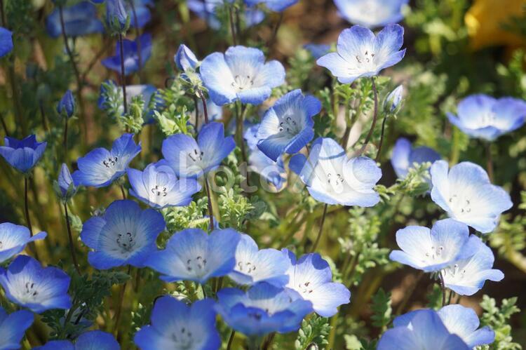 ネモフィラ ネモフィラ,春,春の花の写真素材