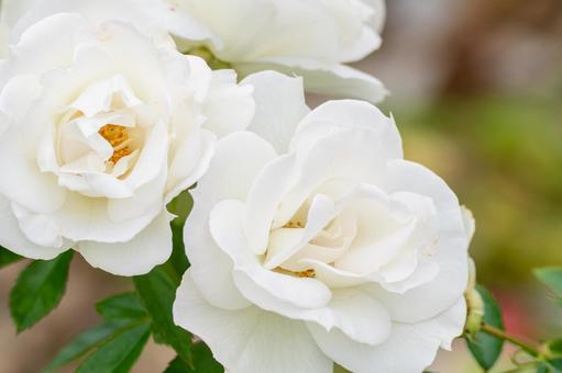 秋のバラ(25)の写真