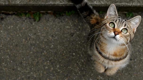 A cat standing up, staring at me, cat, stare, one, JPG