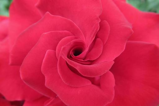 赤い渦巻き・花壇のバラのアップ 赤い渦巻き・花壇のバラのアップ バラ,花,植物の写真素材