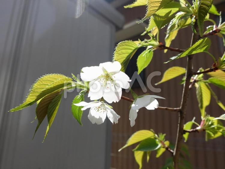 さくらを種から育てた4年目 さくら,桜,sakuraの写真素材