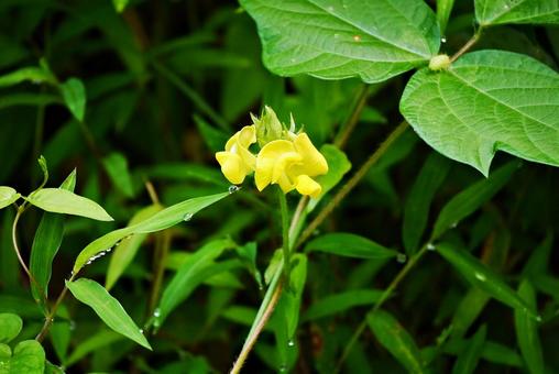 ナガバハマササゲの花 ナガバハマササゲの花の写真