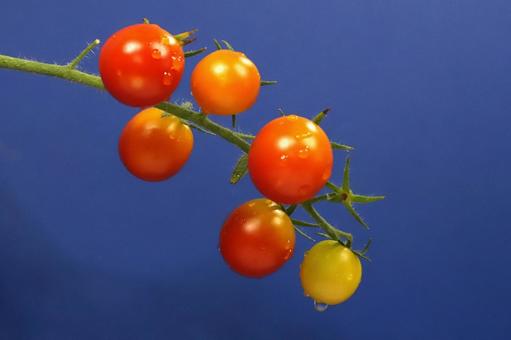 朝つゆのミニトマト 朝つゆのミニトマト 野菜,食べ物,食材の写真素材