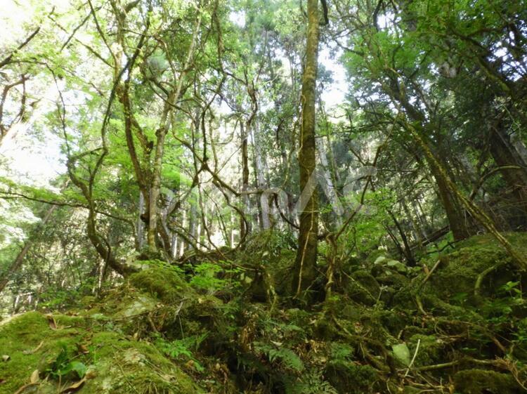 森に迷い込む 森,森林,かずらの写真素材