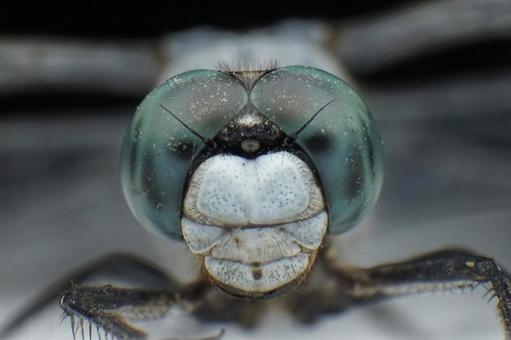 シオカラトンボ トンボ,とんぼ,シオカラトンボの写真素材