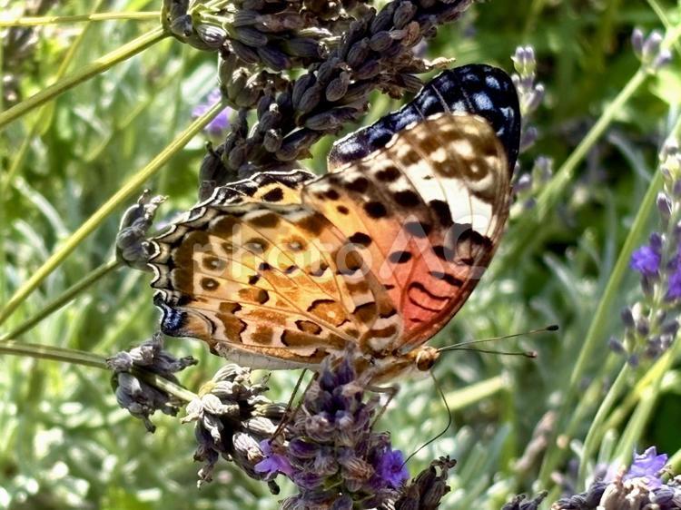 ラベンダーにとまる褄黒豹紋(雌) 02 蝶,ちょうちょ,ツマグロヒョウモンの写真素材