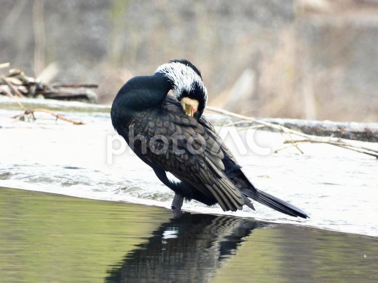 毛繕いをする川鵜 鳥,野鳥,川鵜の写真素材