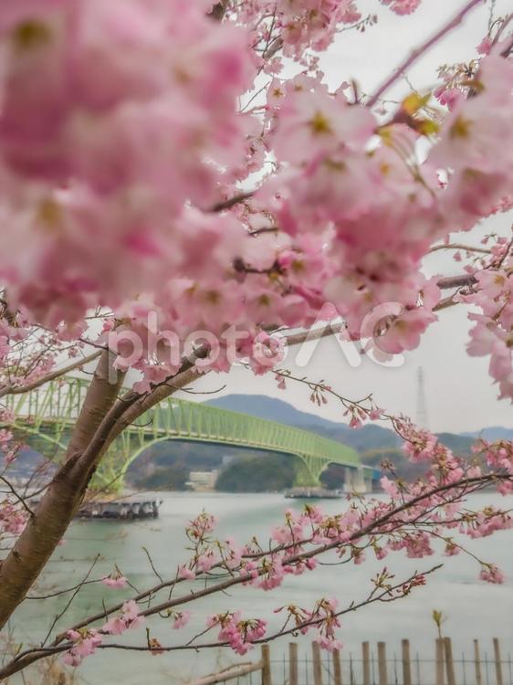周防大島の桜と大島大橋 桜,周防大島,大島大橋の写真素材