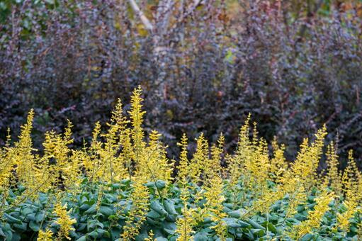 春の訪れを告げるレンギョウの花 黄色,花,屋外の写真素材