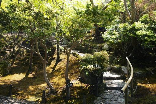 Photo, nara park, jicheng garden, fresh green, 