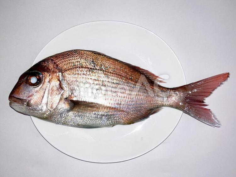 鯛 鯛,海,魚類の写真素材