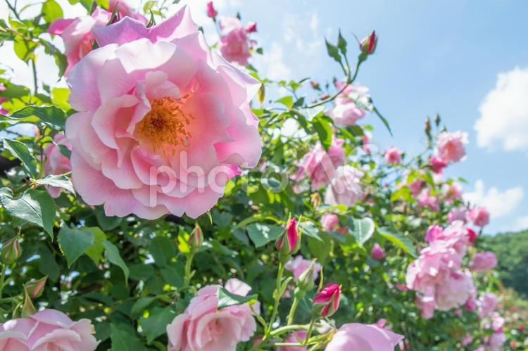 薔薇　１２　ピンクのバラ ピンク,桃色,ももいろの写真素材