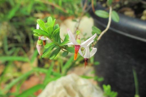 クランベリーの花 クランベリーの花の写真