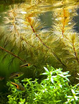 ラスボラエスペイと水草水槽 ラスボラエスペイと水草水槽 ラスボラ,ラスボラエスペイ,熱帯魚の写真素材