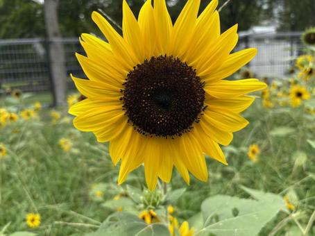日比谷公園のひまわり 東京都,日比谷,日比谷公園の写真素材