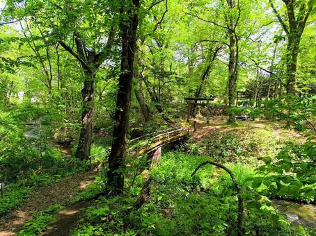 新緑の小道 新緑の小道 ハイキング,散策,山地の写真素材