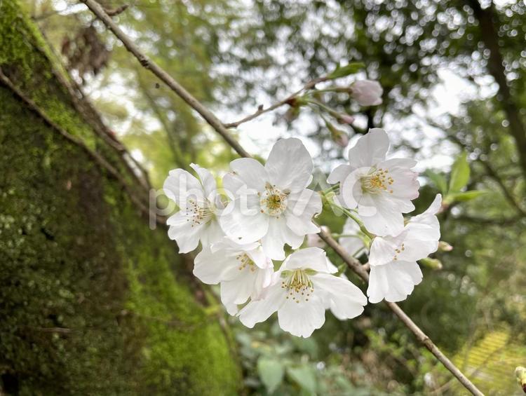 山桜　桜　サクラ　さくら 山桜,桜,サクラの写真素材