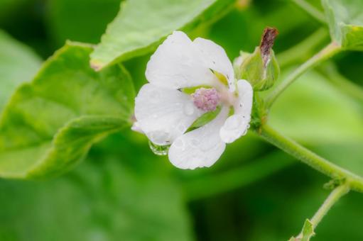 マーシュマロウ⑴ 花,マーシュマロウ,ウスベニタチアオイの写真素材