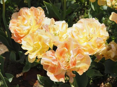 Photo, tulip, lare, spring, 