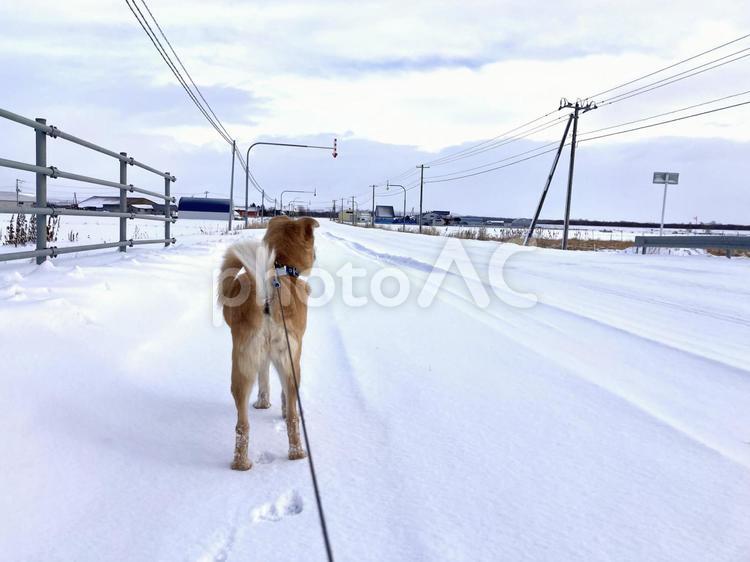 雪の中を散歩する犬 犬,可愛い,散歩の写真素材