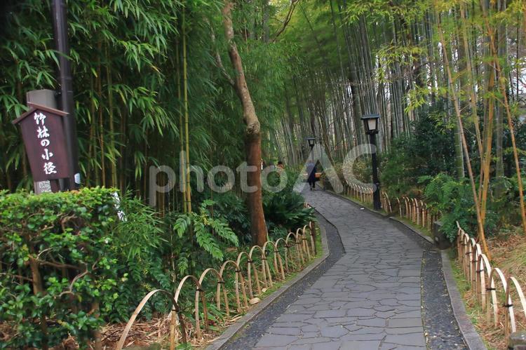 伊豆修善寺の旅、竹林の小径2 伊豆,修善寺,竹林の中の写真素材